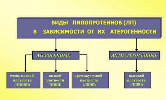 Виды липопротеидов